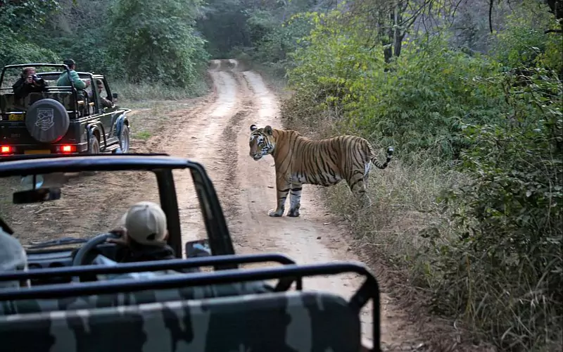Jaipur to Ranthambore One Day Safari Experience