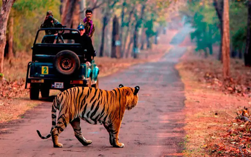Explore Sariska National Park Day Trip from Jaipur