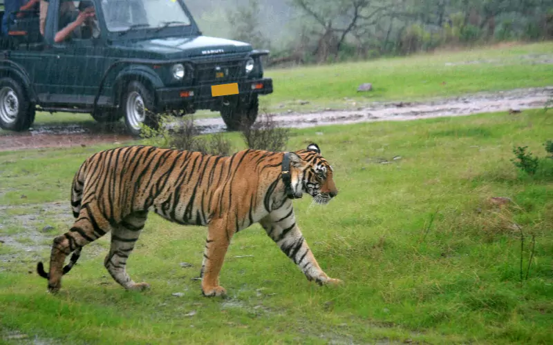 Rajasthan Wildlife Heritage Tour from Delhi
